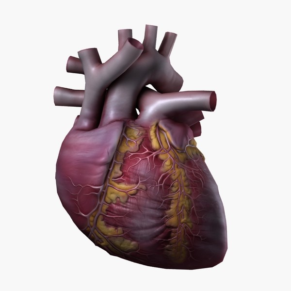 human heart 3d model - Heart High Quality by valdic