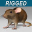 Rat ( Brown )