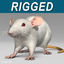 Rat ( White )