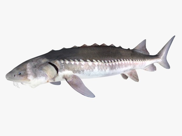 Sturgeon 3D Models