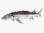 Sturgeon