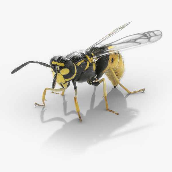 Wasp 3D Models