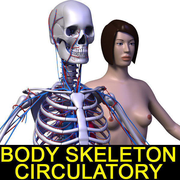 3d model of human female body circulatory - Body Circulatory Skeleton F by leo3Dmodels