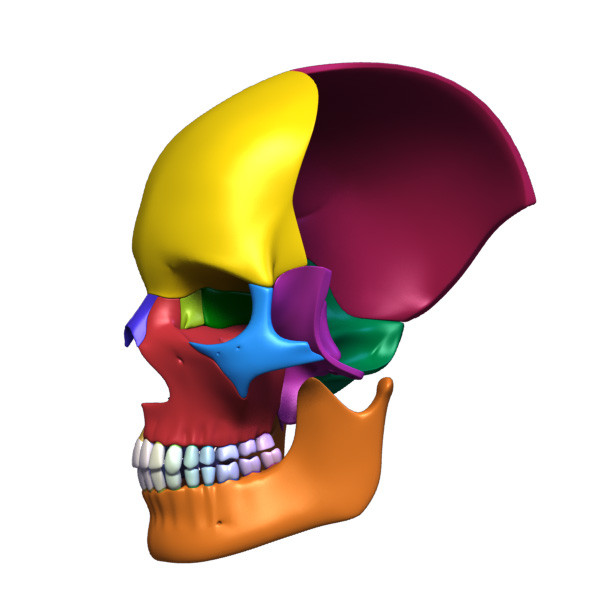 3d human skull separated bones anatomy - Human skull with separated bones by leo3Dmodels