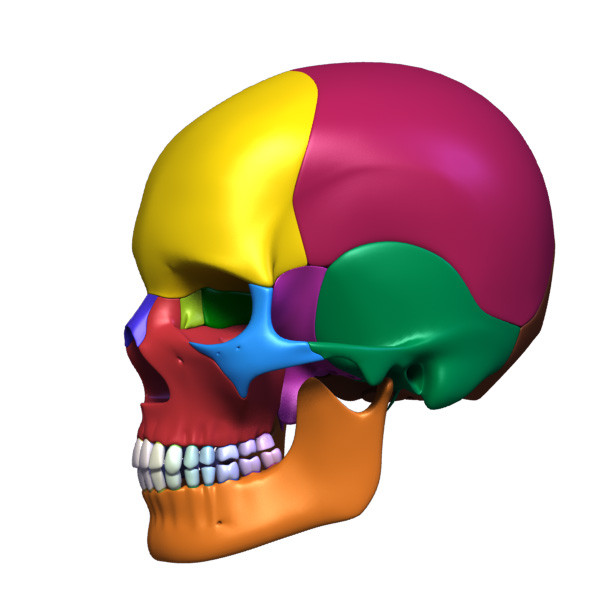 3d human skull separated bones anatomy - Human skull with separated bones by leo3Dmodels