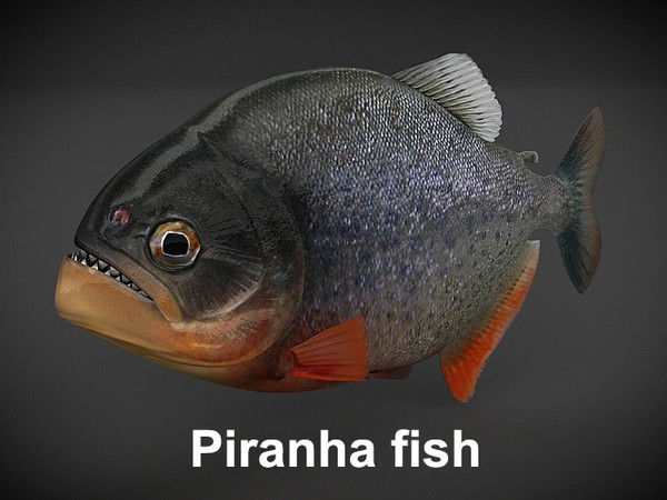piranha fish 3D Models