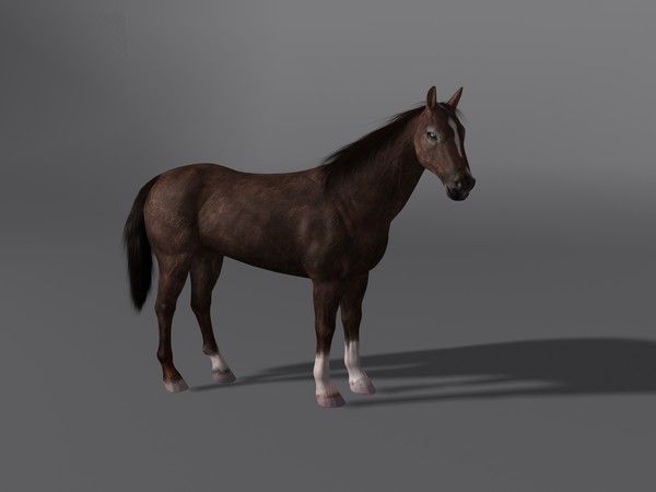 3d model horse - Horse by Schloder87