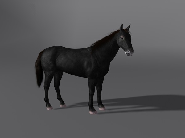 3d model horse - Horse by Schloder87