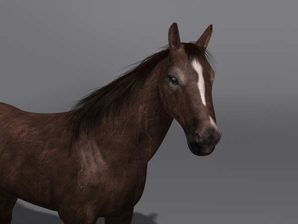 3d model horse - Horse by Schloder87
