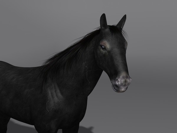 3d model horse - Horse by Schloder87