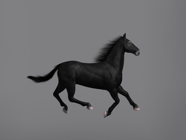 3d model horse - Horse by Schloder87