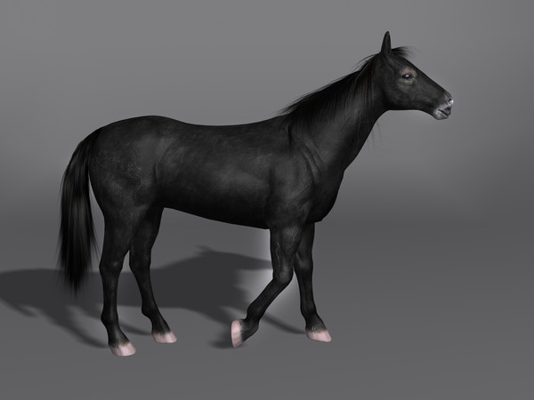 3d model horse - Horse by Schloder87