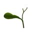 Gallbladder