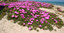 beach flowers