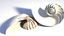 Nautilus SeaShell