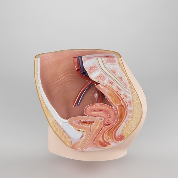 3ds max anatomy female reproductive - Anatomy_ Female Reproductive System by bihoreanul