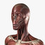 Female Anatomy - Muscular System