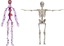 Skeletal Circulatory System