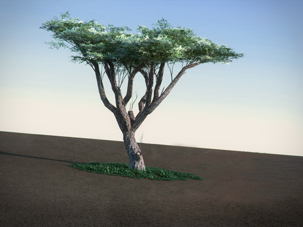 acacia tree 3d model - Acacia LowPoly tree by RTEwork