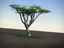 Acacia LowPoly tree
