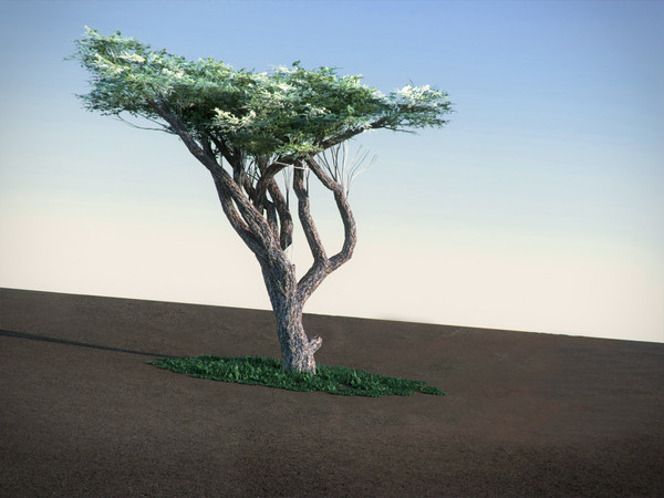 acacia tree 3d model - Acacia LowPoly tree by RTEwork