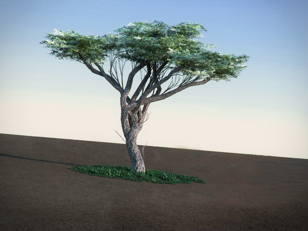 acacia tree 3d model - Acacia LowPoly tree by RTEwork