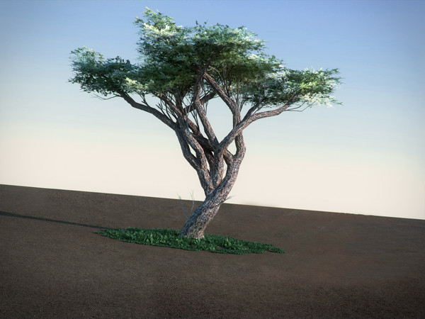 acacia tree 3d model - Acacia LowPoly tree by RTEwork