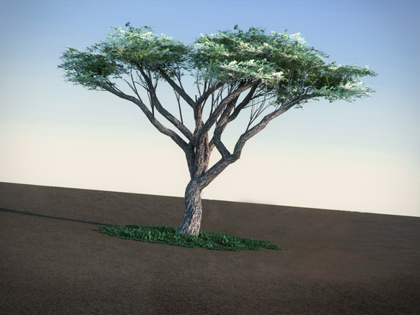 acacia tree 3d model - Acacia LowPoly tree by RTEwork