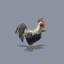 Chicken Cock