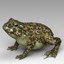Toad