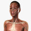 Female Anatomy - Integumentary Skin and Muscular System