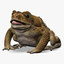 Frog Cane Toad