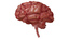 Brain