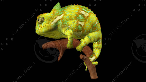 Chameleon 3D Models Chameleon 3D Models