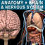 Anatomy, Brain & Nervous System