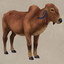Gyr Cow