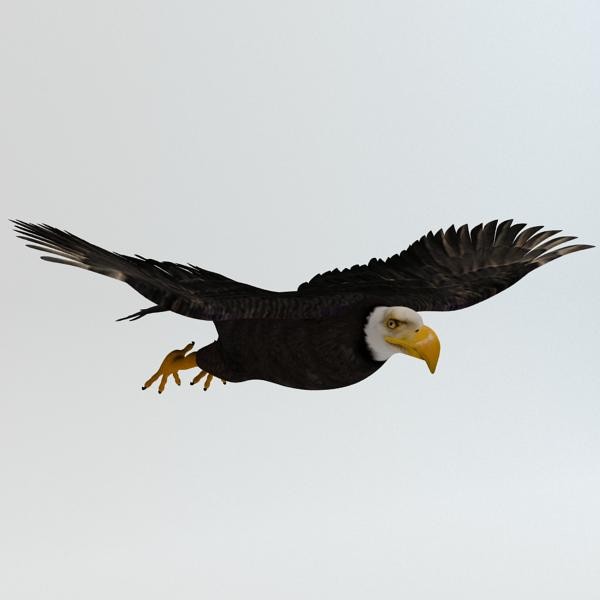 Bald Eagle Rigged & Animated 3D Models
