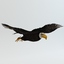 Bald Eagle Rigged & Animated