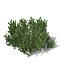 XfrogPlants Mugo Pine
