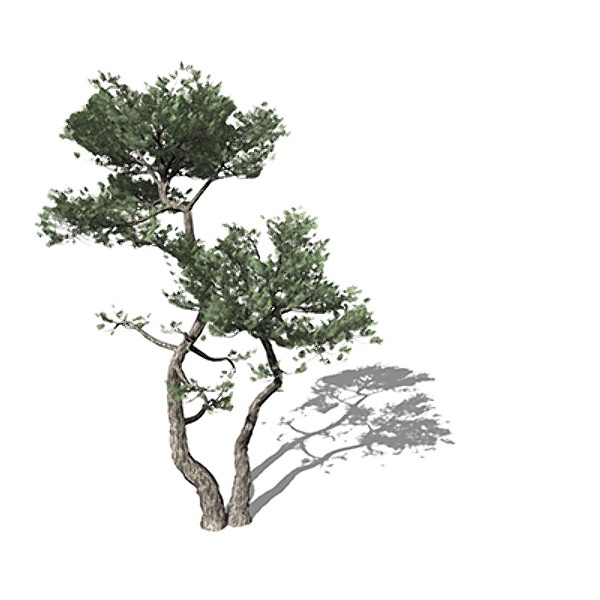 XfrogPlants Monterey Cypress Texture Maps