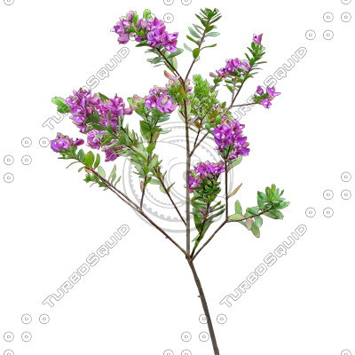 Branch_s_42.tga