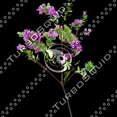 Branch_s_42.tga