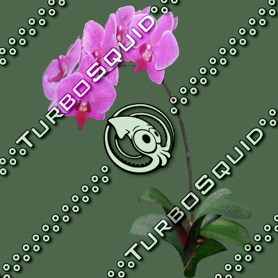 Flower_V_05.tga