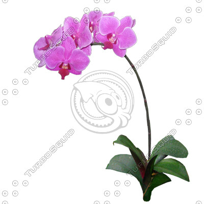 Flower_V_05.tga
