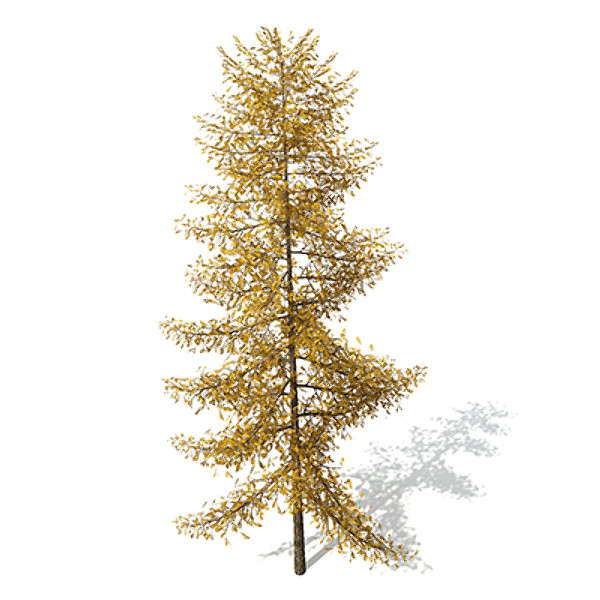 3ds max xfrogplants autumn european larch - XfrogPlants Autumn European Larch by xfrog