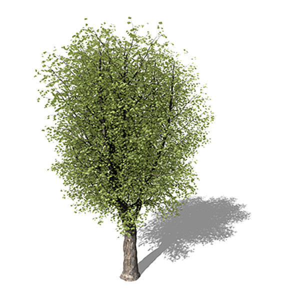 XfrogPlants Oriental Planetree 3D Models