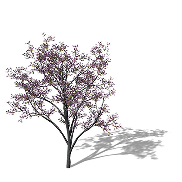 XfrogPlants Judas Tree 3D Models