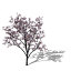 XfrogPlants Judas Tree