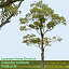 Japanese Horse Chestnut ------------------ High Resolution