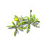 XfrogPlants Dandelion